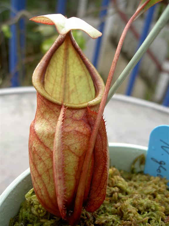 Nepenthes globosa 1